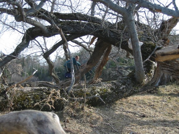 576x432 pixels (112K)